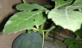 带籽吃的瓜,带籽瓜果的美食之旅