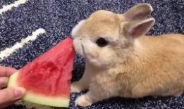 兔兔在吃瓜,一场与自然的亲密邂逅