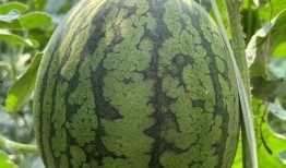 吃皇帝的瓜,揭秘皇帝瓜果背后的传奇故事