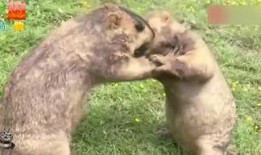 吃土瓜的土拨鼠,土拨鼠的土瓜奇遇记