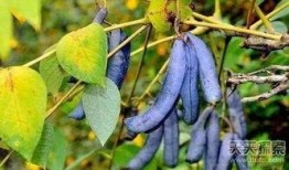 猫屎瓜怎么吃,探索美味食用的秘诀