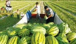 雪吃大瓜,冬日里的甜蜜邂逅