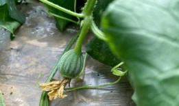 安儿吃瓜,揭秘娱乐圈那些不为人知的幕后故事