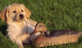 狗吃葫芦瓜好吗