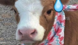 抖音吃瓜曼,揭秘娱乐圈幕后故事