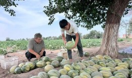 岚山吃瓜,夏日美食盛宴