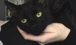 黑猫吃瓜头像女,女生视角下的趣味生活