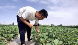 田间地头吃瓜诗句,一场别开生面的吃瓜盛宴