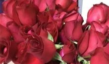 玫瑰快穿嘎嘎吃瓜,嘎嘎吃瓜，穿梭时空的甜蜜冒险