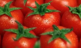 番茄吃瓜十八小说,十八小说中的异世界之旅