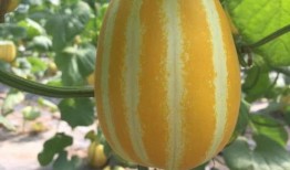 中国瓜在哪吃,探寻中国各地瓜果美食的独特风味