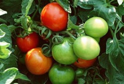 番茄吃瓜十八小说,十八小说中的异世界之旅