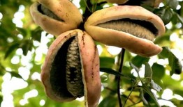 唐尼吃八月瓜,探寻民间美味新体验